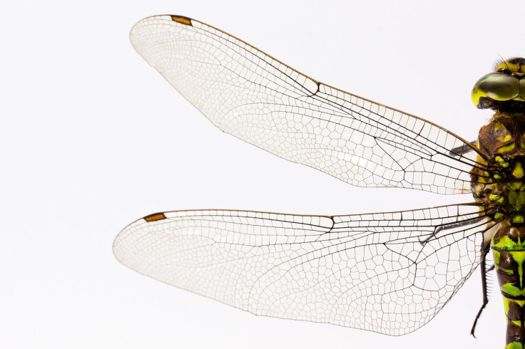 Dragonfly Wings