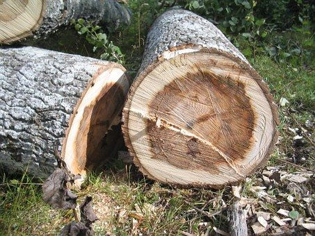 tree trunk