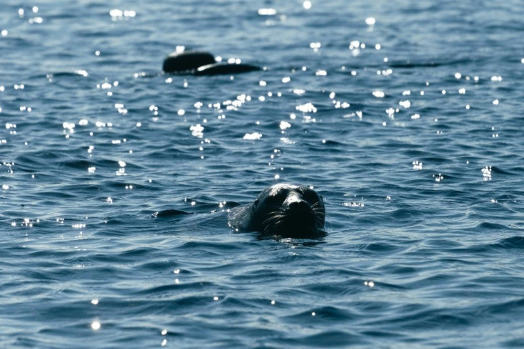 An endangered Saimaa ringed seal called Eeva pops her head out of the water