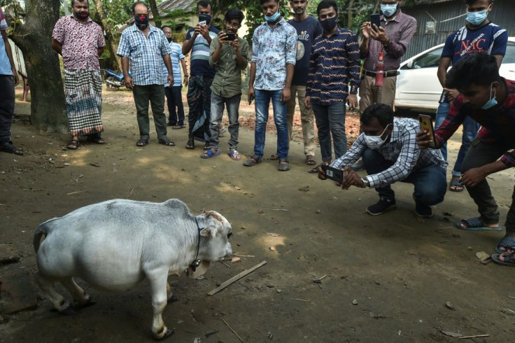 People have flocked to a farm outside Dhaka to see what its owners say is the world's smallest cow