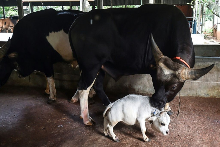 The mini cow, Rani, is a mere 51 centimetres tall