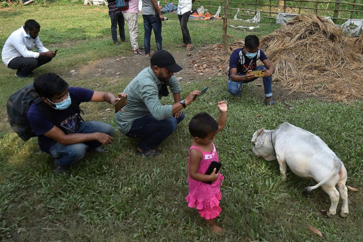 Locals are defying coronavirus restrictions to come take pictures with the tiny cow