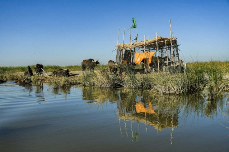 A buffalo grazing by a pen in the Chibayesh marshland in Iraq's southern Ahwar area