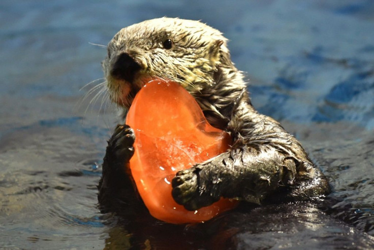 Sea otters, the smallest of all marine mammals with the thickest fur of the animal kingdom, they can hold their breath for up to eight minutes while they dive for prey like clams and crabs, which they're known to crack open using rocks