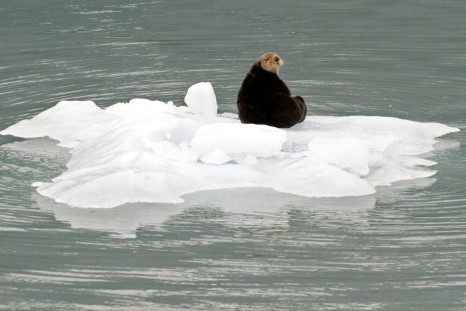 A sea otter sits on a chunk of ice that fell from a glacier in the Prince William Sound near Whittier, Alaska