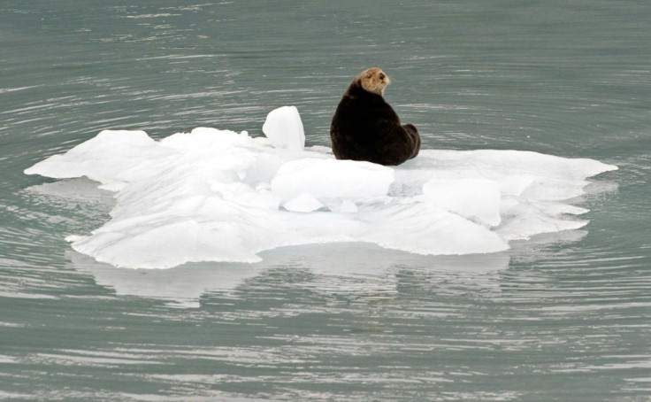 A sea otter sits on a chunk of ice that fell from a glacier in the Prince William Sound near Whittier, Alaska