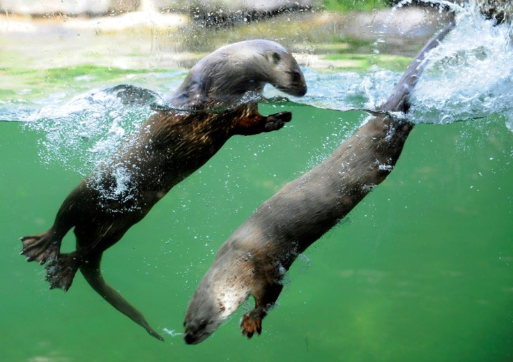 Canadian sea otters swim on June 5, 2012 in the zoo of Amneville, eastern France
