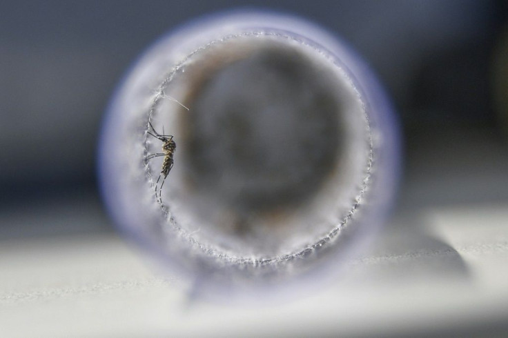 Zika is mostly spread through the bite of the Aedes mosquito