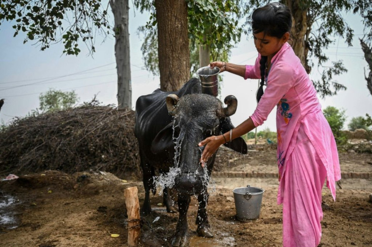 Animals also need some respite from the intense heat in the desert city of Sri Ganganagar in Rajasthan where temperatures of 50 degrees Celsius (122 degrees Fahrenheit) are nothing out of the ordinary