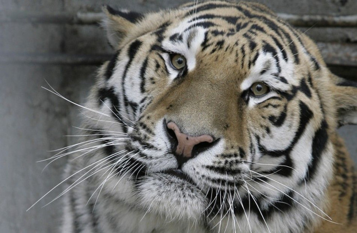 Amur tiger