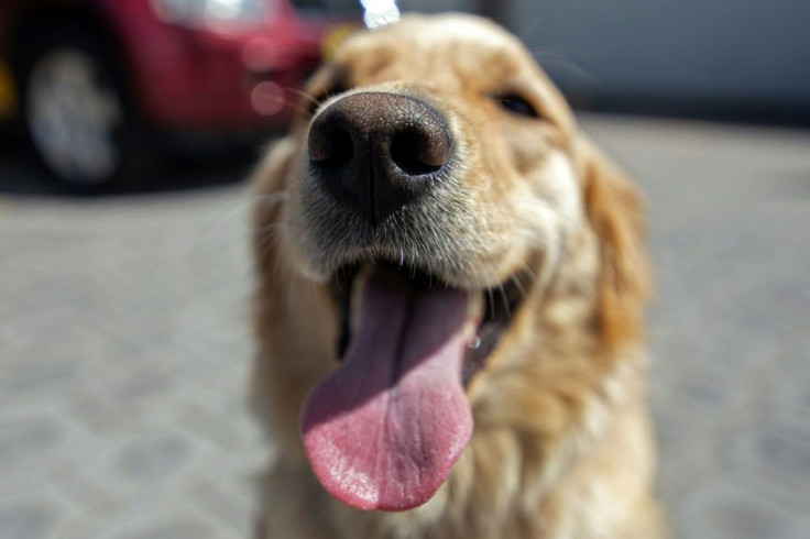 Golden Retriever