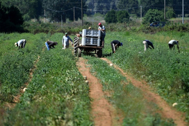 The Indians work on land drained from marshes in the 1930s, one of the biggest public works projects enacted under dictator Benito Mussolini