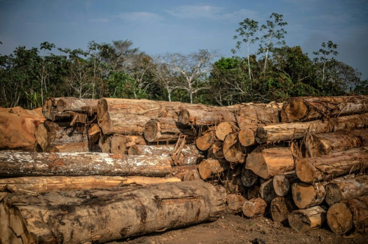 View of logs stacked to be cut at a sawmill near Puerto Maldonado, Tambopata province, Madre de Dios region, in the Amazon rainforest of southeastern Peru