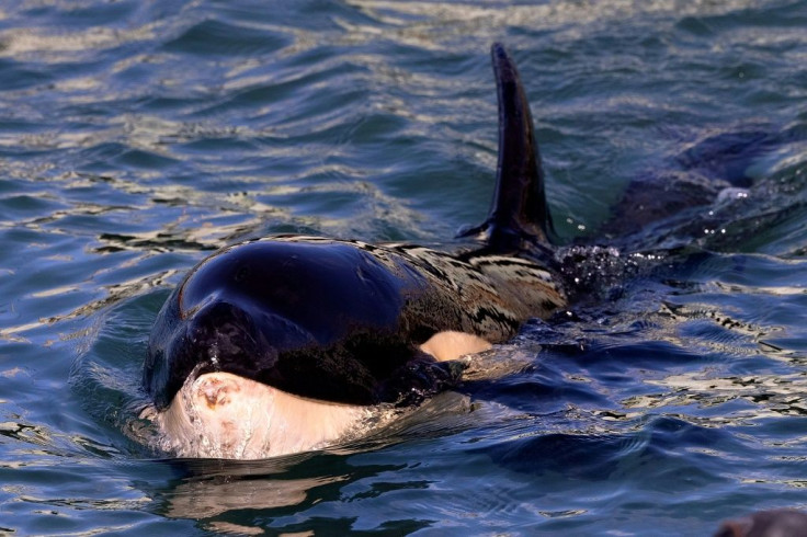 New Zealand rescuers are searching for the mother of a stranded baby killer whale