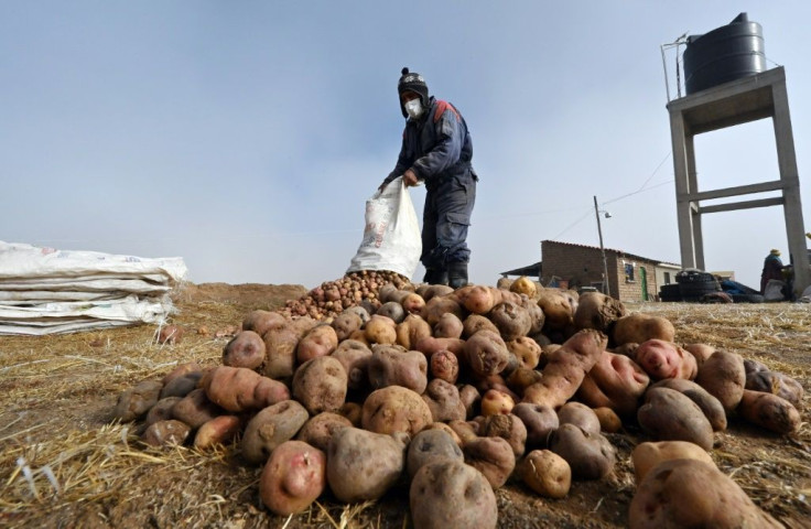 Egberto Mamani is seen working with potatoes that will be used to for the chuno potato dehydration process in Machacamarca, Bolivia, on June 30, 2021