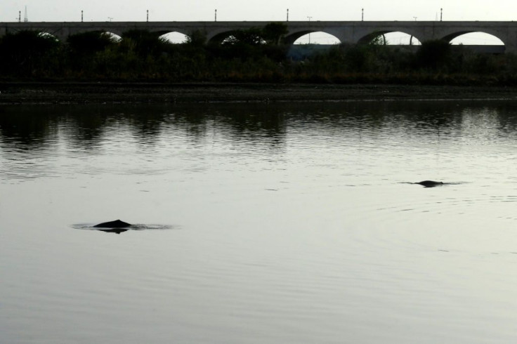 Indus River dolphins once swam from the Himalayas to the Arabian sea