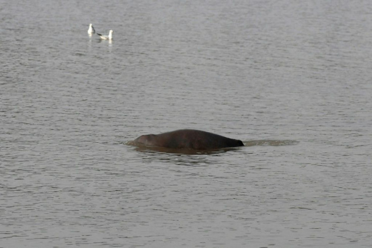 Decades of uncontrolled fishing and habitat loss caused by pollution and man-made dams saw the dolphin population plummet to around 1,200 at the turn of the century
