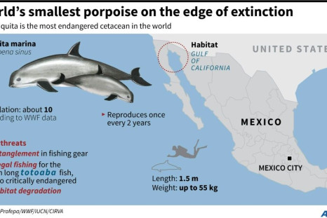 Factfile on the critically endangered vaquita marina porpoise.