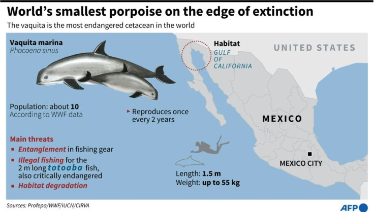 Factfile on the critically endangered vaquita marina porpoise.