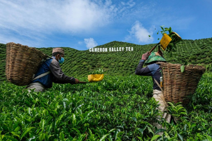 Farmers in Malaysia's highlands are fighting for survival as the pandemic hammers revenues