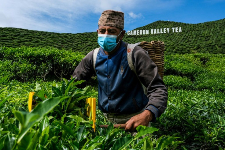 Travel curbs have stopped the flow of migrant workers to tea farms in Malaysia's highlands