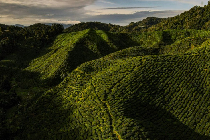 There are almost zero visitors to the Cameron Bharat Plantation due to Covid-19 travel curbs