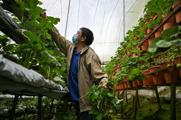 Cameron Highlands Vegetable Farmers Organisation president Chai Kok Lim plucks strawberry leaves in the Cameron Highlands