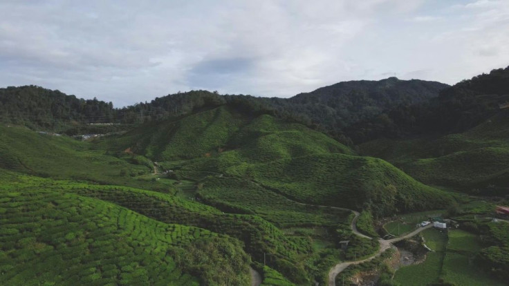 Tea estates in Malaysia's Cameron Highlands are facing a bleak future as coronavirus lockdowns cause labour shortages, decimate the vital tourism industry, and sap demand.