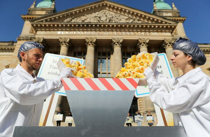 German animal rights activists throw toy chicks into a fake shredding machine to protest the killing of male chicks