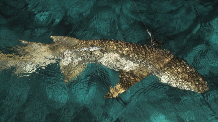 shark-436777_1920