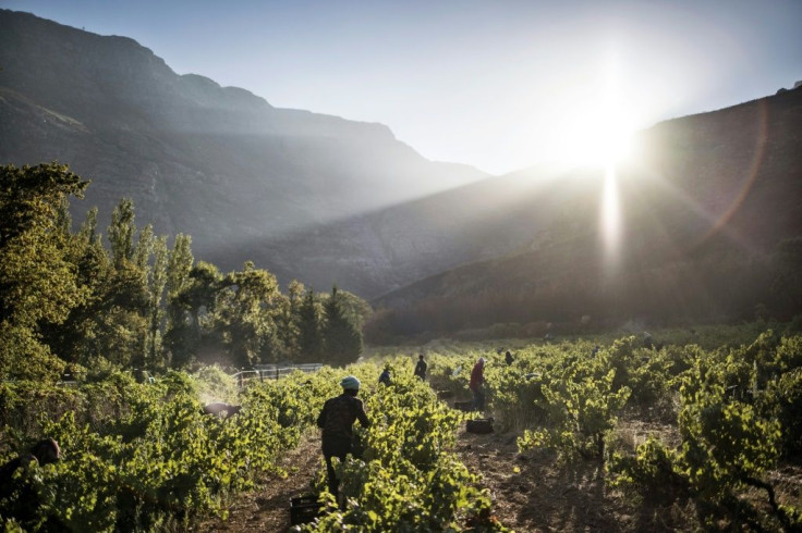 Grape harvest in the Hottentots Mountains