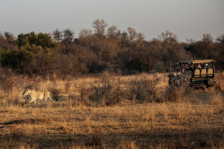 Tourists track a lioness at the Dinokeng Game Reserve outside Pretoria in 2020