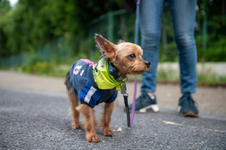 The mini-mutts of Tokyo's Wan-Wan (bow-wow) Patrol strike comfort into the hearts of residents