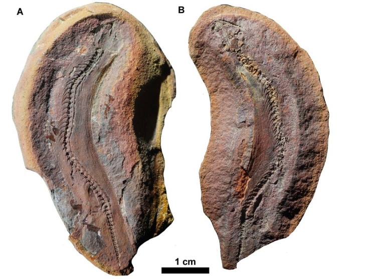 In deference to its tiny size, researchers dubbed the new species Joermungandr bolti after a giant sea serpent from Norse mythology who did battle with Thor