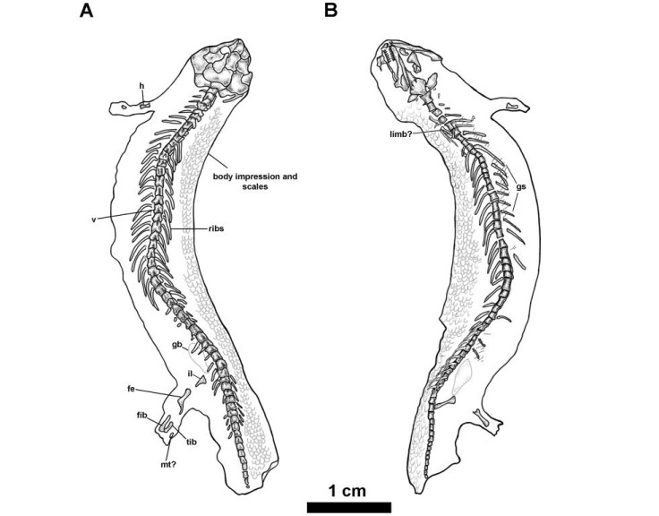 Astonishingly, the 300-million year old fossil also contained the animal's skin