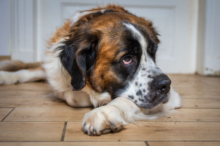 Dog/St. Bernard