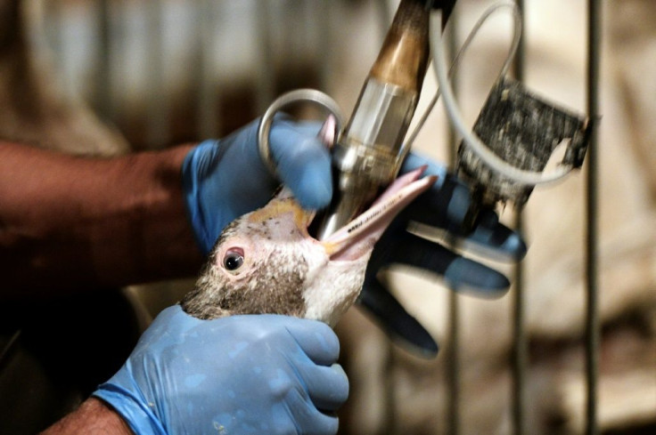 Force-feeding of ducks and geese will no longer be an issue if a French start-up is successful in its efforts to bring lab-grown foie gras to market