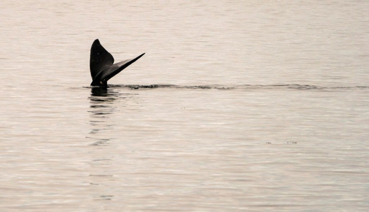 A North Atlantic right whale swims in the waters of Cape Cod Bay near Provincetown, Massachusetts