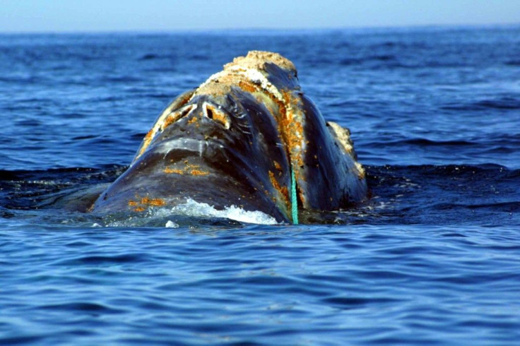 An endangered North Atlantic right whale is entangled in heavy plastic fishing line off Cape Cod, Mass