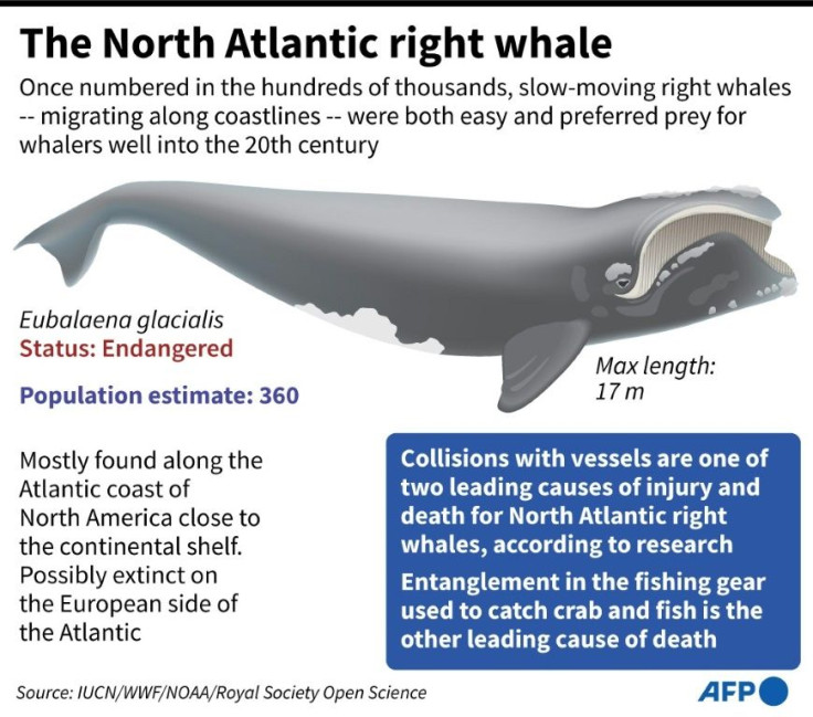 Factfile on the endangered North Atlantic right whale.