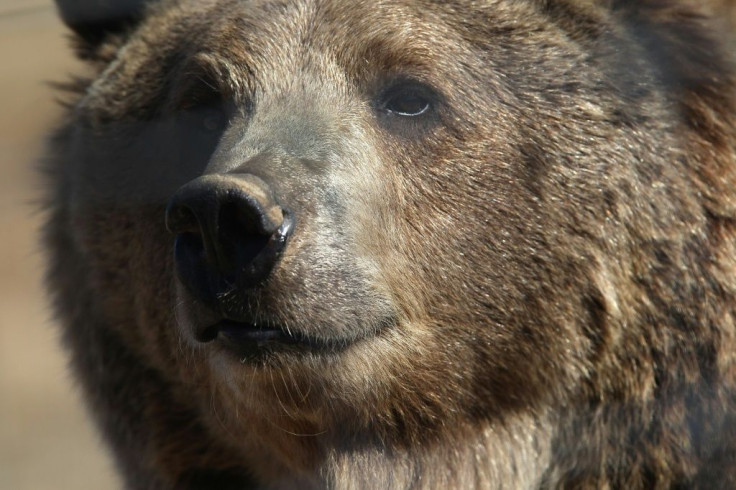A female grizzly bear is seen in a Colorado sanctuary in October 2011
