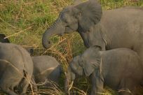 Congo had only recently been praised by UNESCO for elephant conservation efforts