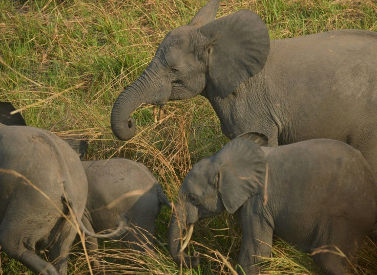 Congo had only recently been praised by UNESCO for elephant conservation efforts