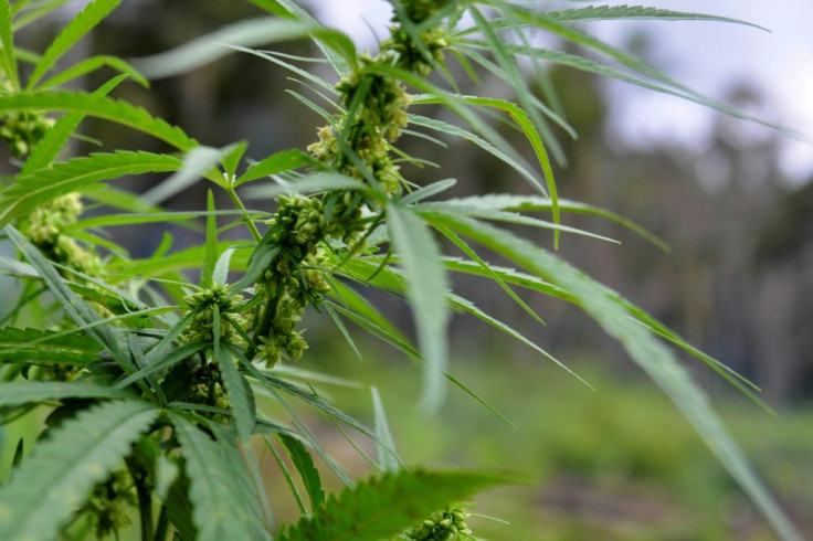 Until now, Colombian producers were only allowed to export extracts of the marijuana plant, but not its flowers