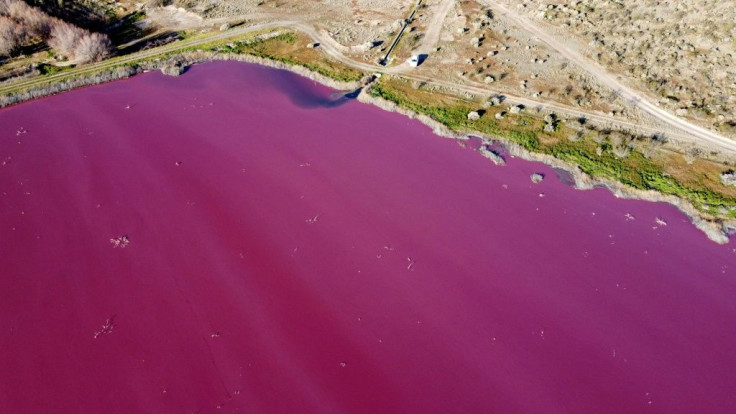 An Argentina lagoon turned a bright pink color caused by sodium sulfite, an anti-bacterial product used in fish factories