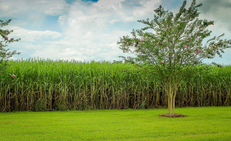 sugarcane-439880_1920