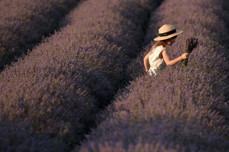 A growing number of farmers in Moldova are fuelling a resurgence in lavender, the cultivation of which collapsed along with the Soviet Union