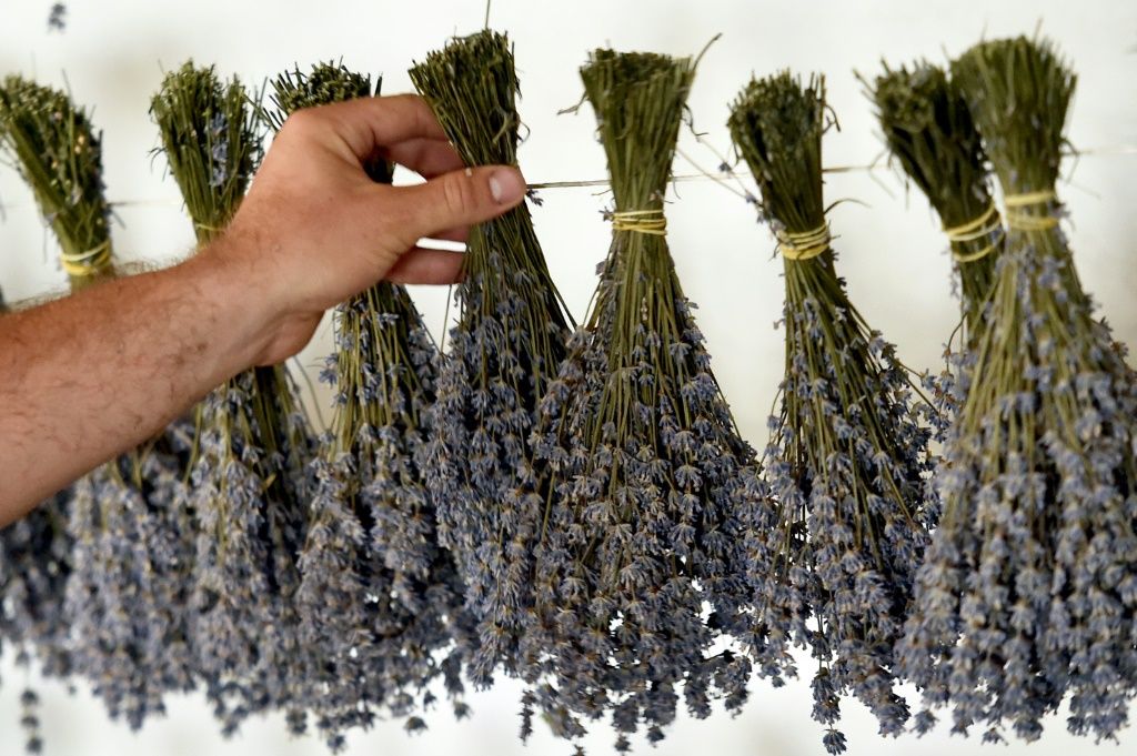 12 Natural Remedies For Common Ailments In 2024 Heal Yourself   Lavender Has Won Over Growers Moldova Owing Its Success Dry Climates 