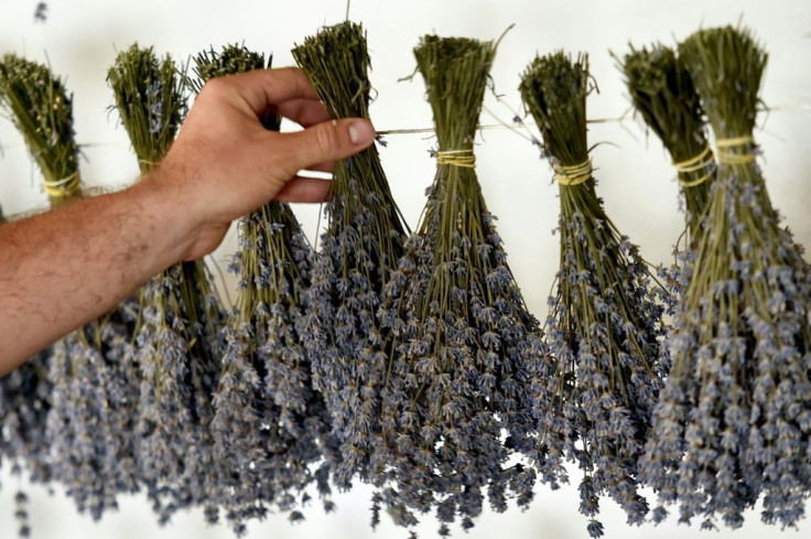 Lavender has won over growers in Moldova owing its success in dry climates