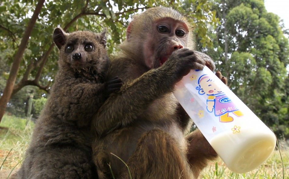 A seven-months-old yellow baboon drinks milk as it plays with a Galagos also known as a bushbaby at the Animal Orphanage in the KWS headquarters in Nairobi